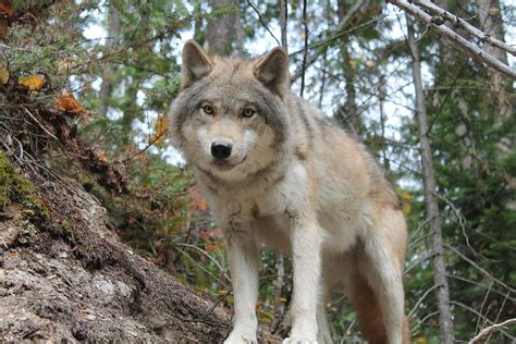 Wolf Intimidating Stare Photograph By Teresia Moore