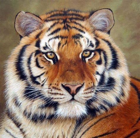 O Livro De Areia Tiger Tiger William Blake