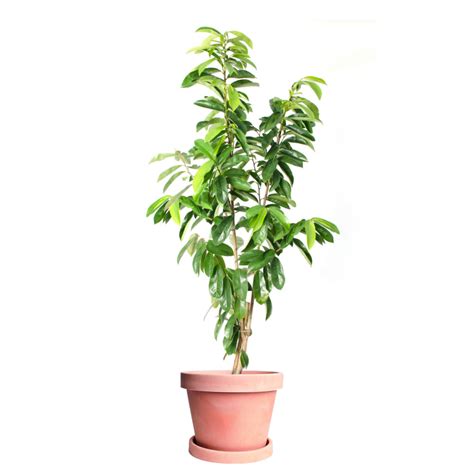 At ty ty nursery, you will find a wide selection with hundreds of different varieties and types of fruit trees for home and commercial growing. Soursop (Guanabana) Tree For Sale Online | citrus.com