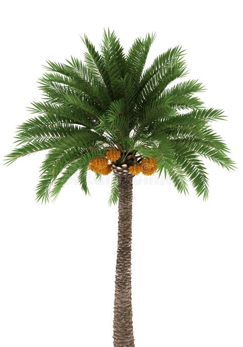 Palm Tree Isolated On White Background With Clipping Path Aff