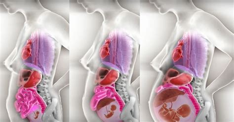 Female Anatomy During Pregnancy