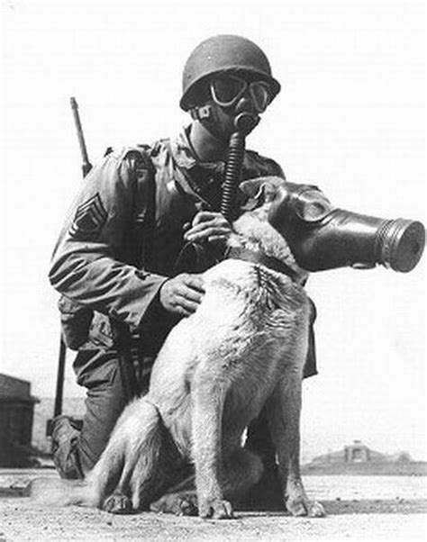 Against Threat Of Chemical Warfare 15 Vintage Photos Of Dogs Wearing