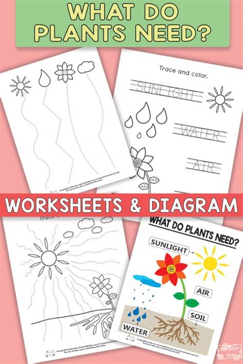 What Do Plants Need To Grow Worksheets Kindergarten Worksheets Plant