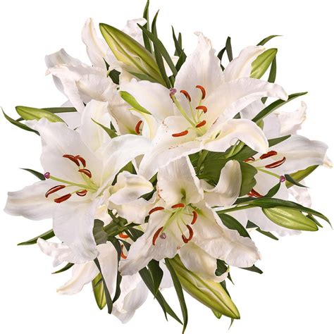 White Oriental Lilies Fresh Cut 20 Stems