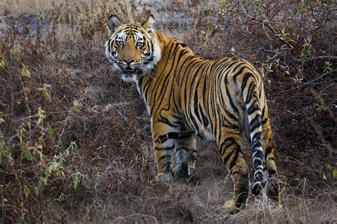 Tiger Bandhavgarh National Park India Photograph By Art Wolfe Fine