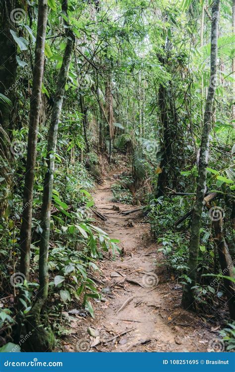 Path In Lush Tropical Rainforest Stock Image Image Of Lush Beautiful
