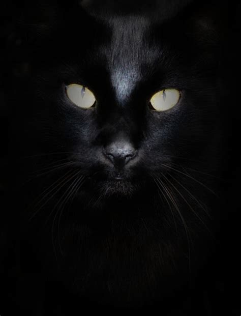 Black Cat Stare Photograph By Gaby Ethington Pixels