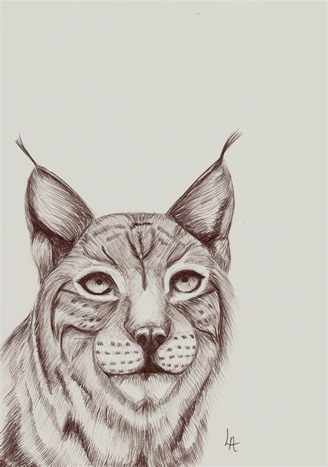 Lynx Cat Sketch By Miss Lizzie Jane On Deviantart