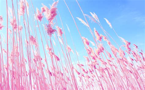 Pink Grass On Fields Hd Nature 4k Wallpapers Images Backgrounds