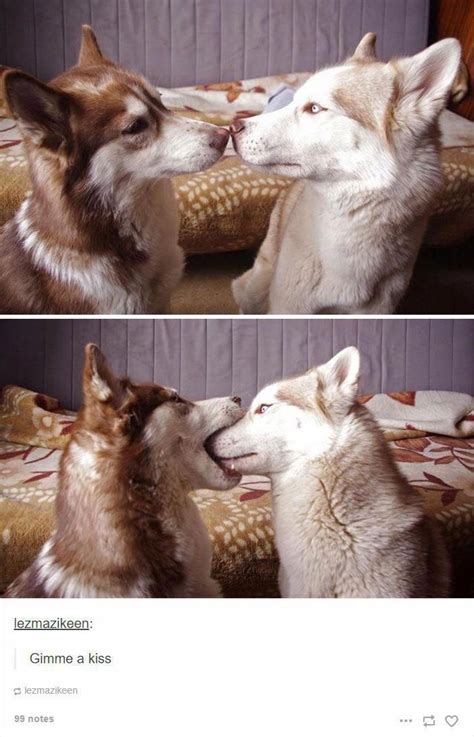 Siberian Husky Outgoing And Cheeky Cute Animals Funny Animal