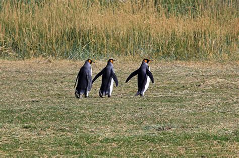 Pingüinos Rey Que Viven Salvajes En El Parque Pinguino Rey Patagonia