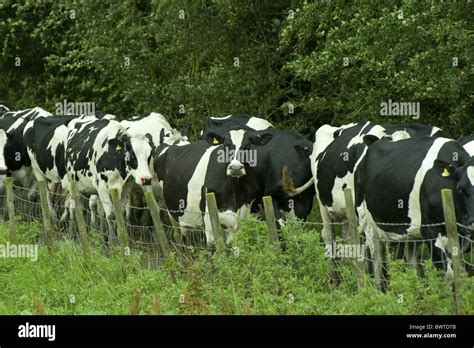 Milk Milking Cows Holstein Dairy Friesian Friesians Holstein Holsteins Cattle Cow Cows Bovid