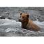 Grizzly Bear Cub Fishing Photograph By Patricia Twardzik