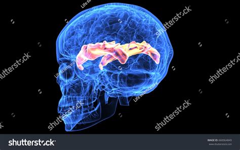 3d Illustration Human Skull Brain Anatomy ภาพประกอบสต็อก 660064849