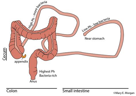 The small intestine is divided into three segments: The Immune System in the Healthy Gut | The IBD Immunologist