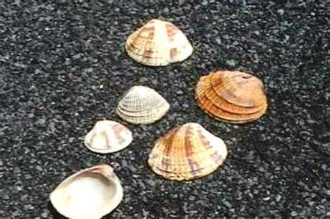 Encyclopedian Dictionary North Carolina Sea Shells Venus Clams Chione