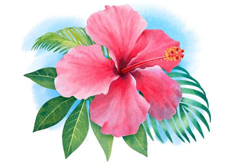 How To Draw A Hawaiian Flower In Just 7 Easy Steps Howto