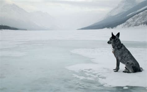 Dogs On Ice The Bark