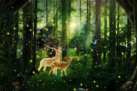 Dream Forest Creative Imagepicture Free Download 401020952