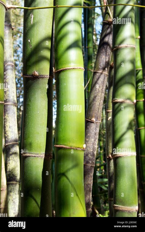 A Stand Of Bamboo One Of The Fastest Growing Plants In The World