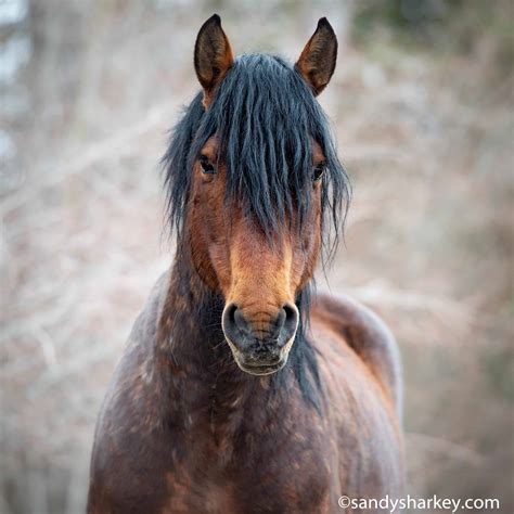 Canada Wild A Look At Canadas Beautiful Wild Horses