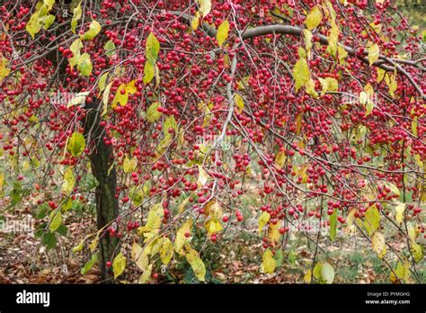 Crabapple Malus Red Jade Stock Photo Alamy