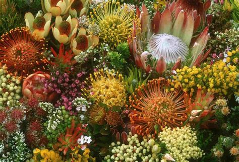 Cape Flora Sa Indigenous Flower Production
