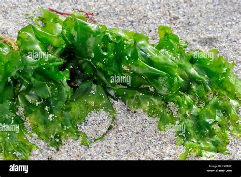 Sea Lettuce Ulva Lactuca Washed On Beach Stock Photo Alamy
