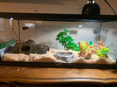 Corn Snake Tank Looking For Ideas For Making It Better Light Is On A