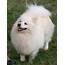 17 Best Images About German Spitz Dogs On Pinterest  The Vikings
