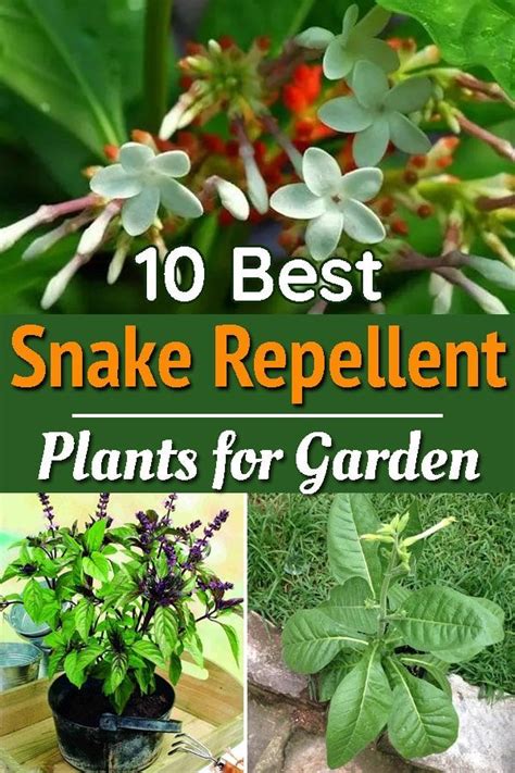 Afraid Of Snakes Keep Them Out Of Your Yard By Growing Natural Snake