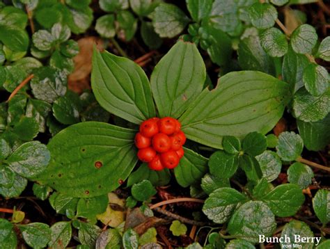 Wildflowers Found in Oregon - Bunchberry