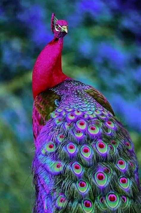 17 best images about birds peacocks in all colors on pinterest green peacock birds and