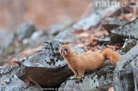 Stock Photo Of Siberian Weasel Mustela Sibirica On Rocks Khabarovsk