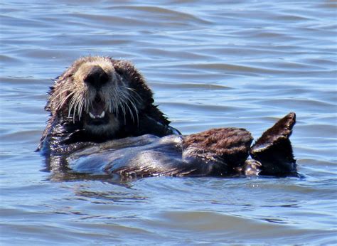 Celebrate A Conservation Success Story During Sea Otter Awareness Week