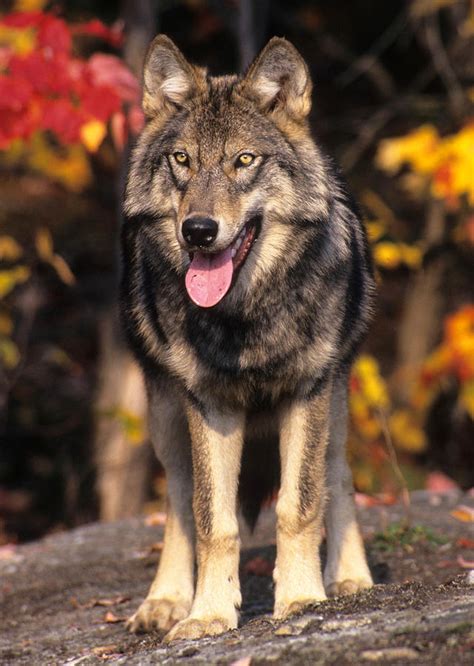 Gray Wolf In Autumn Woods Photograph By Larry Allan