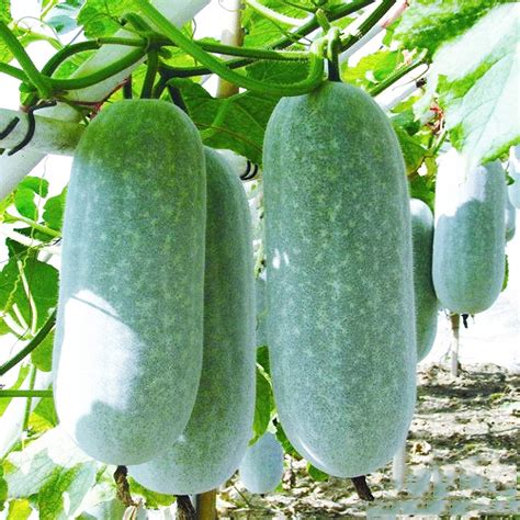Buy Winter Melon Round, Wax Gourd SEEDS - Tong Qwa - Very Popular In ...