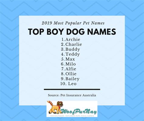 What Are Some Boy Puppy Names