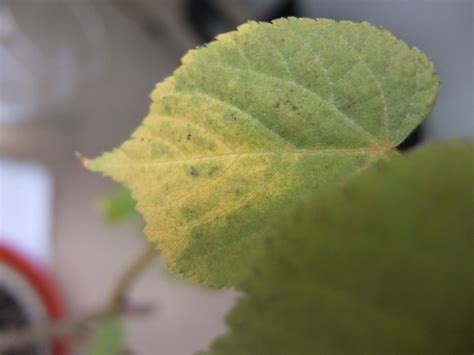 When allowed to fully ripen on the tree, they turn pale yellow. Lime tree leaves turning yellow