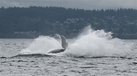 Whales Come To Play On Puget Sound Photo 14
