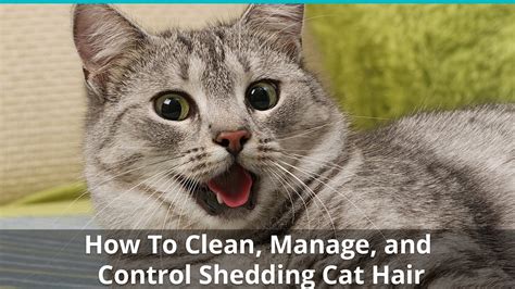 I'm 21(f) and i have fine very light blonde hair that has never been treated or colored and use the search tool and faq before you post. How To Clean and Control Cat Hair | Stop It From Taking ...