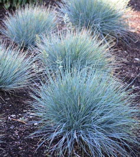 50 Pcs Blue Fescue Ornamental Grass Seeds Festuca Glauca Semi Etsy