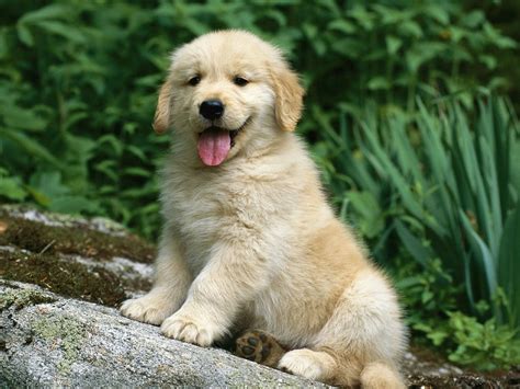 Golden Retriever Puppy Dog New Hd Desktop