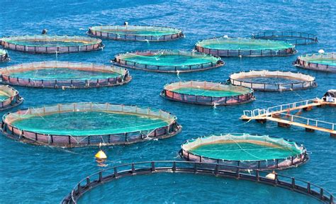 Secrets About Types Of Aquaculture That Has Never Been Revealed