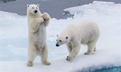 Solutions To Saving Polar Bears