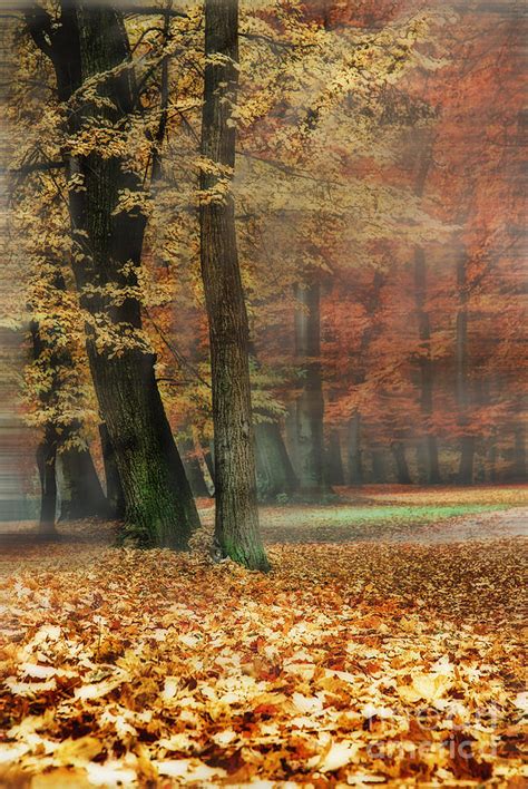 A Foggy Autumn Day Photograph By Hannes Cmarits Fine Art America