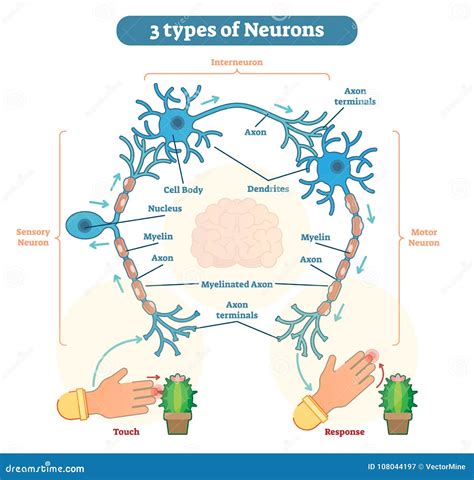 Types De Neurones Sensoriels Intereuron Moteur Illustration De