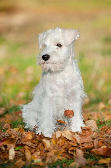 White Miniature Schnauzer Puppy 2 Photograph By Marta Holka Fine Art