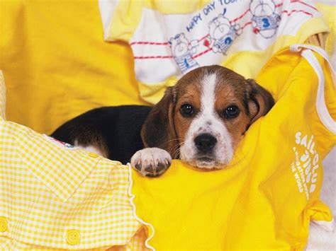 65 Most Popular Beagle Dog Names