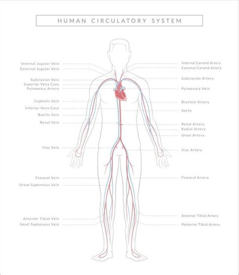 This is a free printable worksheet in pdf format and holds a printable version of the quiz arteries diagram. How Open vs. Closed Circulatory Systems Function | Circulatory system, Circulatory system ...